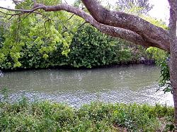 trees along canal