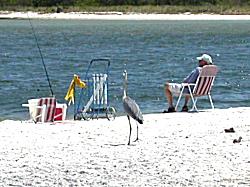 Sand Hill Crane watching fisherman on beach