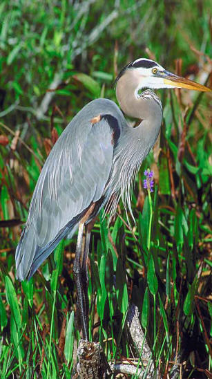 Big Blue Heron