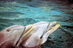 Orlando is the place to get in touch with yourself and with dolphin friends