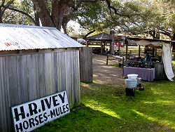 horses and mules