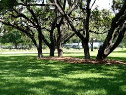 Sabal Park Landscape