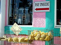 Sponge Docks, sponges