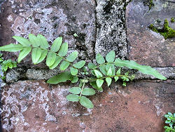 fern growing on wall