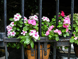 flowers behind iron fence