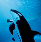 SeaWorld San Diego Single Day Ticket 