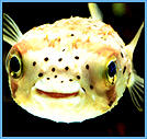 smiling fish