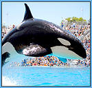 Shamu jumping