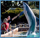 Dolphins