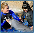 Swim with the dolphins