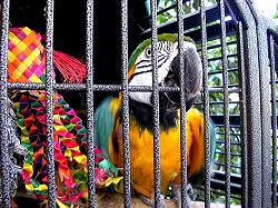 bird at Bazaar del Mundo