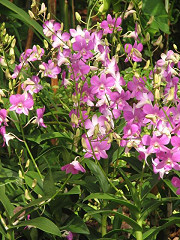 orchids