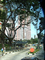 street trees 