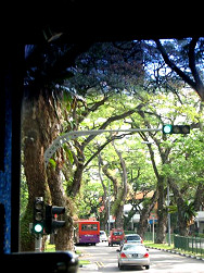 traffic under landscaping trees
